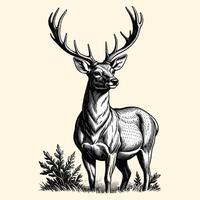 Reindeer Standing Illustration In Engraved Vintage Style vector