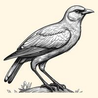 Hand Drawn Bird Illustration Engraving Style vector