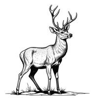 Reindeer Standing Illustration In Engraved Style vector