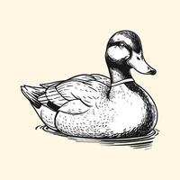 Hand Drawn White Duck Engraved Illustration vector