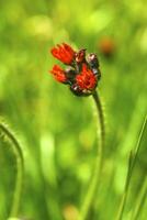 Wild flower in the mountains photo