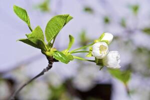 The cherry tree is in bloom photo