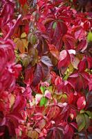 Colorful backround image of fallen autumn leaves photo