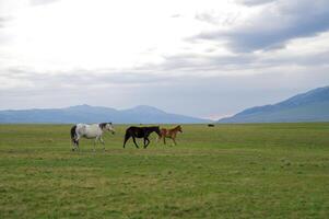 Assy Valley, Almaty Region photo