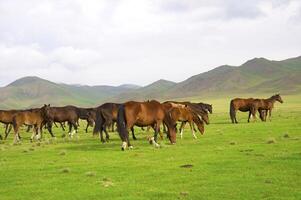 Assy Valley, Almaty Region photo