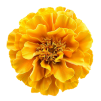 Vibrant Yellow Marigold Blooms Beauty in Simplicity png