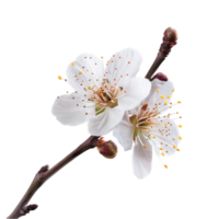 das Pracht von Tung Blüten der Natur Frühling Wunder png