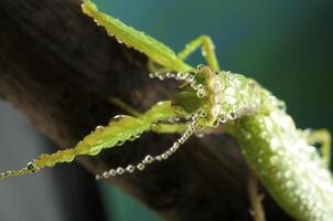 Green mantis in studio photo