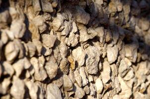 Texture of stone by the closeup photo