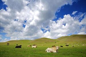 acostado vaca en un césped en montaña foto