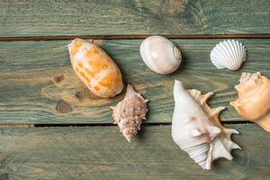 variety of sea shells on a wooden background photo