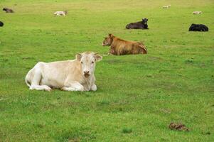 acostado vaca en un césped en montaña foto