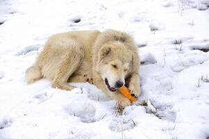 The dog eats a carrot photo