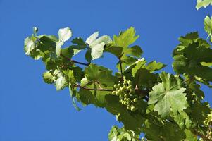 Green grapes on the blye sky photo