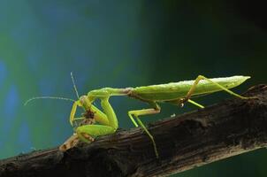 Green mantis eats a grasshopper photo