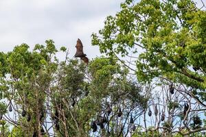 A flock of flying foxes. Australia. Quinsland photo