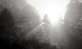 bosque con niebla. negro rango bosque, Australia, victoria. foto