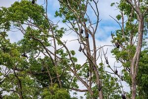 A flock of flying foxes. Australia. Quinsland photo