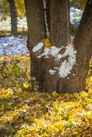 Autumn Park after the first snow in October photo