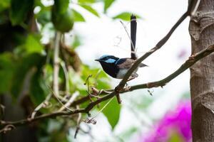 The Superb Fairywren photo