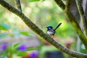 The superb fairywren Malurus cyaneus is a passerine bird in the Australasian wren family. photo