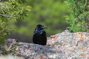 negro cuervo, corvus corona, común cuervo foto