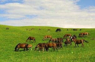 Horses it is passed in the Alpine meadow photo