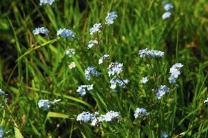 Wild flower in the mountains photo