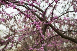 Blooming trees in spring photo