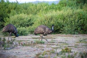Australia Wild Emu in national park photo