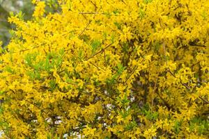 floreciente arboles en primavera foto