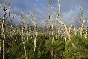 Wilsons Promontory National Park, Victoria in Australia photo