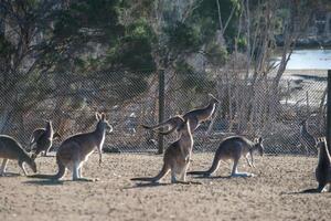 Kangaroos in Phillip Island Wildlife Park photo