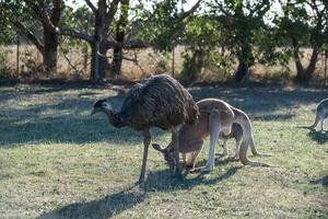 canguros en Felipe isla fauna silvestre parque foto