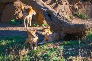 Group of Australian Dingos. Australian Dingo photo