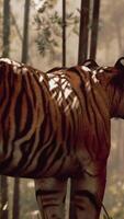 In a dense bamboo grove tiger stands still using its senses to locate its meal video
