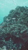 Underwater shoot of vivid coral reef with a fishes video