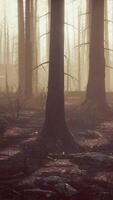 Black ashes of canary pine after forest fire video