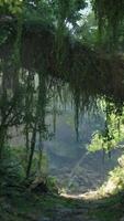 un sereno bosque camino en el asombroso paisajes de nuevo Zelanda video