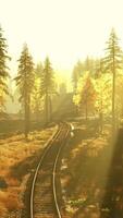 Dilapidated train tracks weaving through a thicket of spruce trees at sundown video