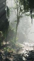 luz de sol transmisión mediante el arboles en un bosque video