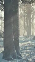 Landscape of spooky winter forest covered by mist video