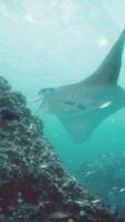 embaixo da agua Visão do pairando gigante oceânico manta raio video