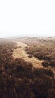 Autumn grass on the stones against the backdrop of rocks video