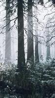 Trees in misty winter forest frosty and foggy video