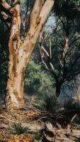 Kimberley region of Western Australia video