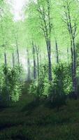 summer july view of birch grove in sunlight video