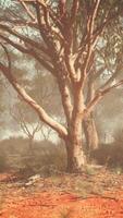 A solitary tree standing in a vast field of dirt video