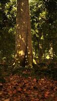 Misty beech forest on the mountain slope in a nature reserve video