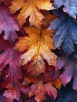 Close-up of multi-colored autumn foliage photo